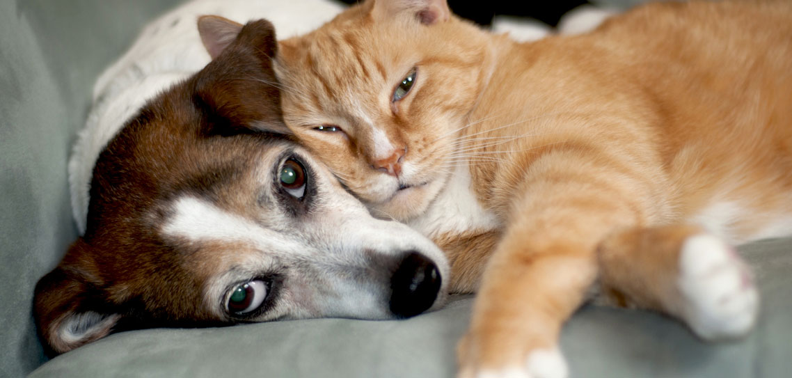 tech-for-pet-owners